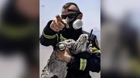 FOTO: Un pisic și doi iepuri, salvați de pompierii români din incendiul din Rhodos. „Din cauza fumului abia respirau”