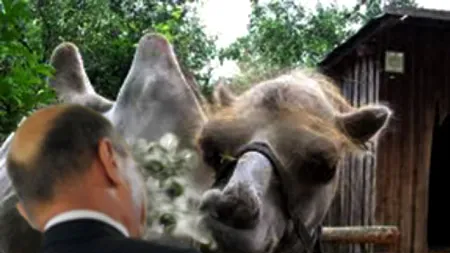 Cum s-a bătut Băsescu Traian cu turcii, în amintirea cămilelor lui Brâncoveanu