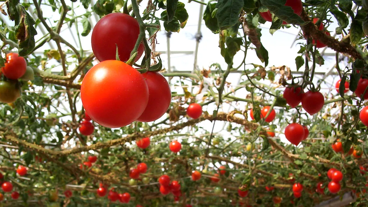 Primele ROȘII românești, producție 2024, vor fi livrate în piețe. Cât costă un kilogram de tomate / Încălzirea solariilor, 2500 de lei/zi!