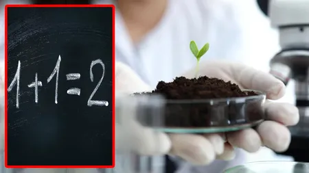 Noua descoperire a cercetătorilor americani: Plantele au „memorie” și sunt mai inteligente decât credem