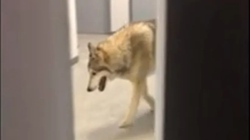 Un lup a fost abandonat în parcul din Craiova. Ce pedeapsă riscă cel pe care îl caută acum polițiștii