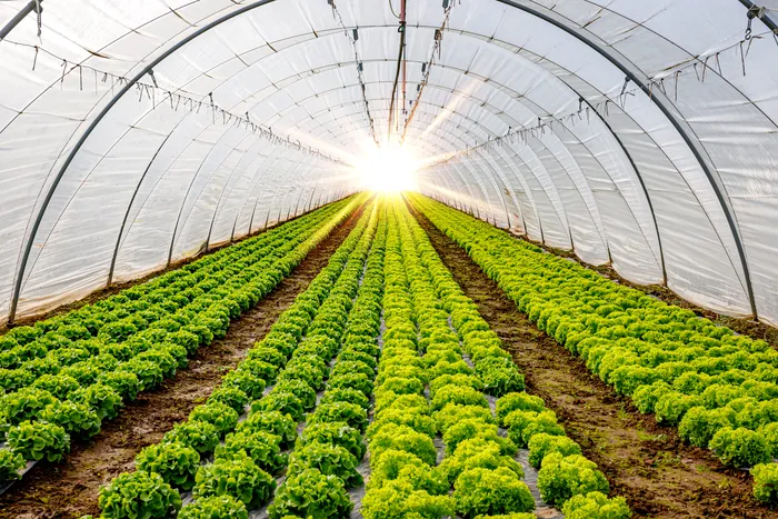 Cum vor încasa fermierii subvențiile pentru îngrășăminte de la Agenția de Plăți și Intervenție pentru Agricultură. Ce arată un nou proiect