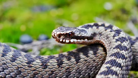 Turist mușcat de viperă în Piatra Craiului, salvat cu ajutorul unui campion la ciclism care se afla în zonă pentru antrenament