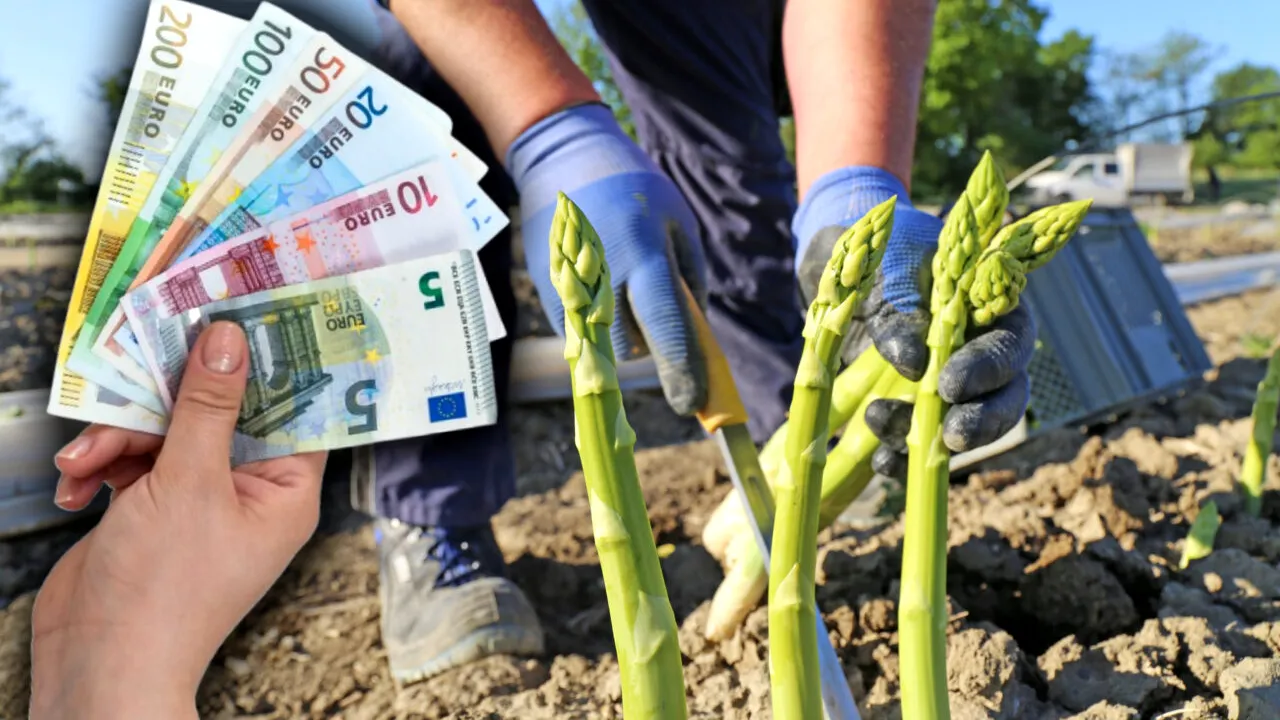 Câți euro câștigă pe oră românii plecați în Germania la cules de sparanghel și căpșuni. Salariile ar putea fi modificate din 2026