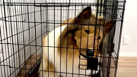 Ce s-a întâmplat cu bărbatul care a plătit 15.000 € pentru a se transforma într-un CÂINE