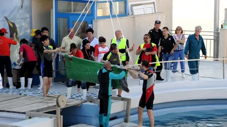 Investiție de aproape 13 milioane de lei pentru modernizarea Delfinariului din Constanța