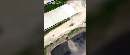 VIDEO | Imagini filmate cu drona la o fermă de vaci provoacă revoltă. Ce a descoperit un ONG