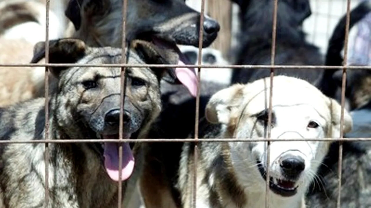 ASPA: Peste 300 de câini fără stăpân, ridicați de la 122 de unități de învățământ din Capitală 