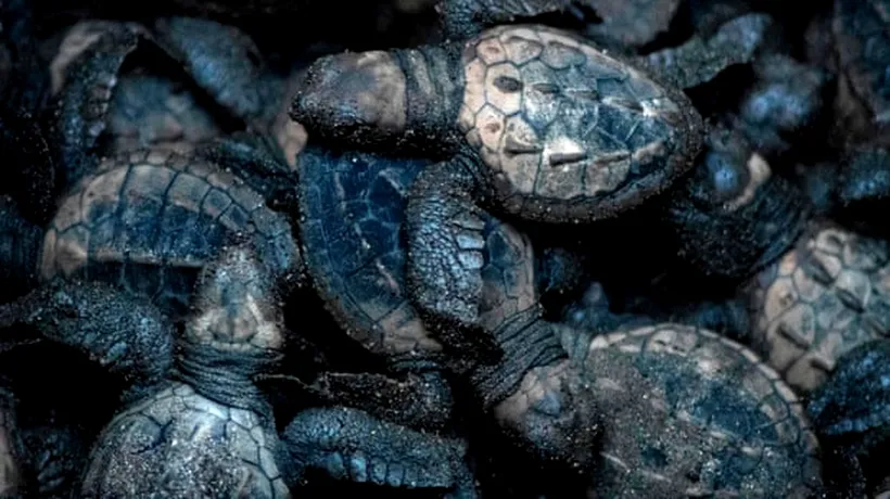 Ouă de broască țestoasă, fabricate de o imprimantă 3D, plasate pe plajele din Costa Rica pentru a urmări comerțul ilegal
