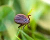 Cum recunoști înțepătura de purice sau de CĂPUȘĂ. La ce să fii atent dacă te mușcă o insectă