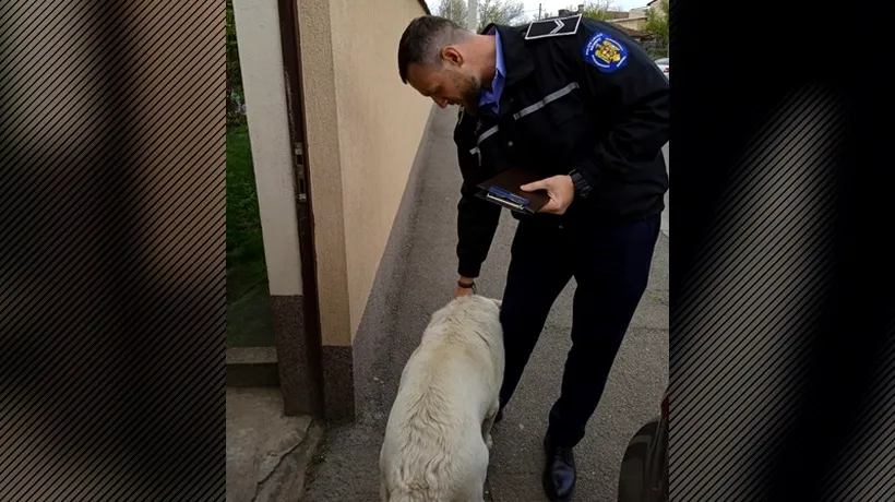 Amendă de o mie de euro dată de Poliția Locală București unei deținătoare de câine. Motivul este incredibil