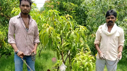 Cum au ajuns doi țărani din India să angajeze paznici după ce au plantat mango - FOTO