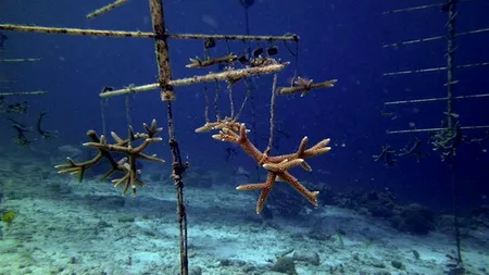 Ce zi! S-a terminat romul...