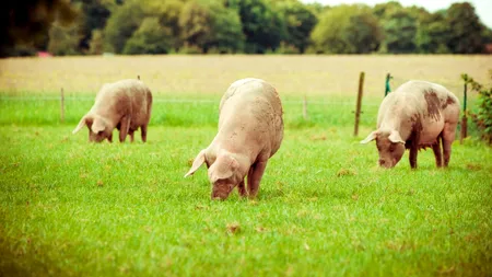 Unde se află satul care DUHNEȘTE puternic, iar oamenii au probleme serioase de sănătate, din cauza unei ferme de porci. Problemele au început în 2021