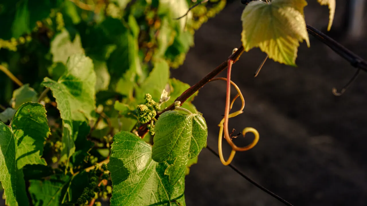 Lege pentru cei care care stau la curte și vor să planteze viță de vie. Care este distanța obligatorie față de gardul vecinului