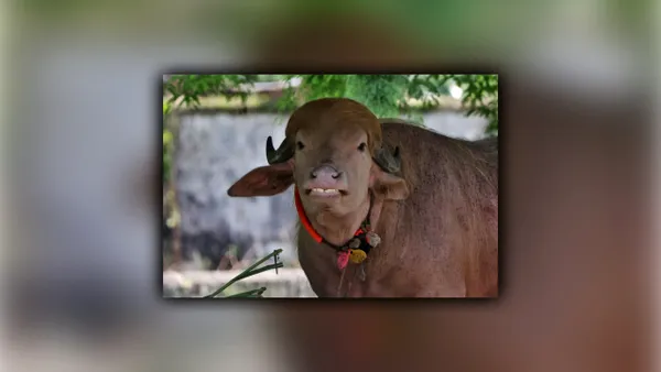 Bivolul din Bangladesh care a devenit faimos pe internet pentru că seamănă cu Trump a fost salvat de la ritualul sacrificării