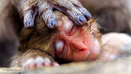 Galerie foto impresionantă. Cele mai frumoase fotografii ale anului 2016