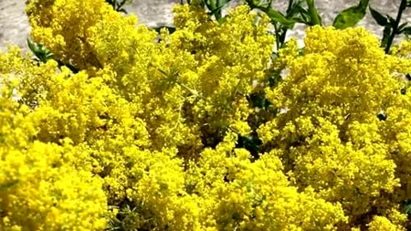 Cum arată floarea numită sânziană. Se spune că are proprietăți magice