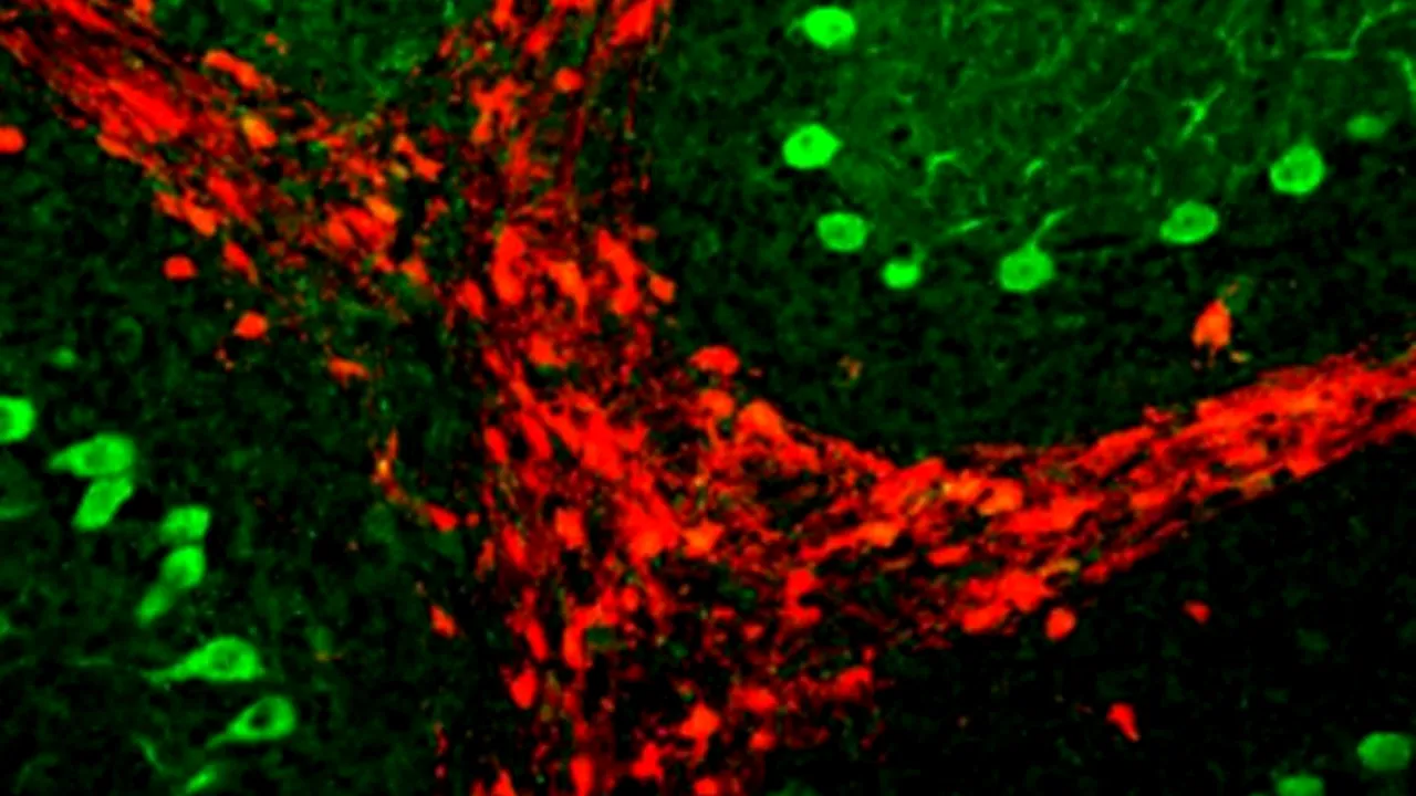 Descoperirea care ar putea rezolva una dintre cele mai mari probleme ale omenirii
