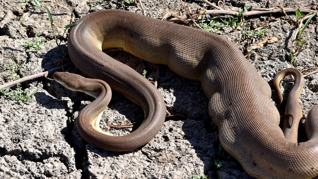 Ce înseamnă când visezi ȘERPI și ce reprezintă diversele culori ale acestor reptile, în visele noastre?