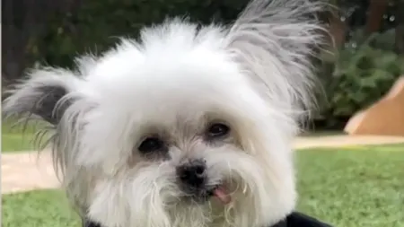 Norbert, cățelul celebru de pe rețelele sociale, a MURIT la 15 ani