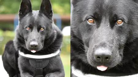 ȘUIER, celebrul câine polițist, antrenat pentru a depista drogurile, iese la pensie. Povestea emoționantă a blănosului: 