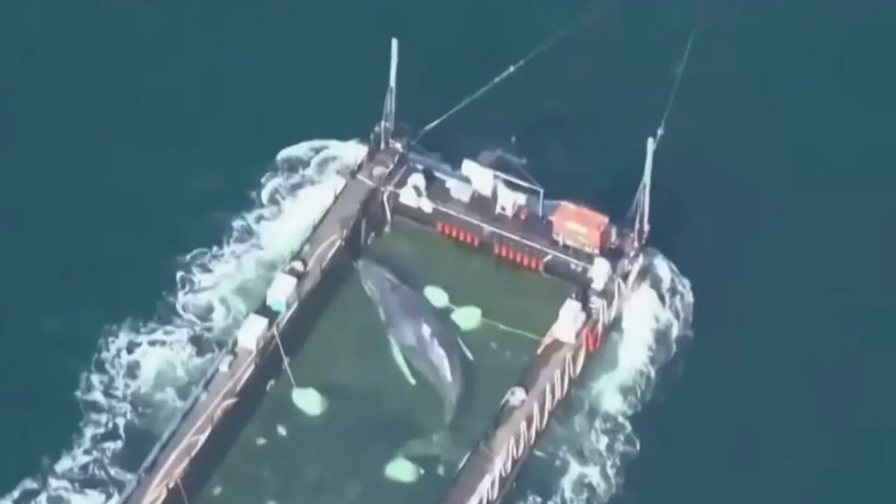 „Cred că va muri. Ce e așa rău?” Biologii marini critică misiunea de salvare a balenei „Timmy”, în timp ce milionarii o transportă în Marea Nordului