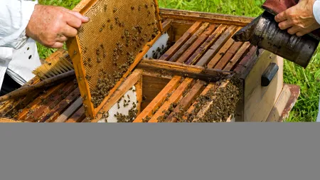 A furat o mașină, a abandonat-o, dar a plecat cu 60 de kilograme de miere în valoare de 13.000 lei. Bărbatul a fost arestat preventiv