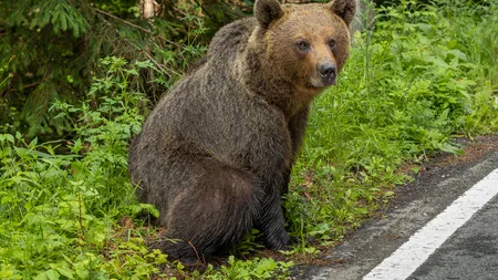 Mesaj Ro-Alert în Prahova. A fost semnalată prezența unui urs în Cornu de Jos