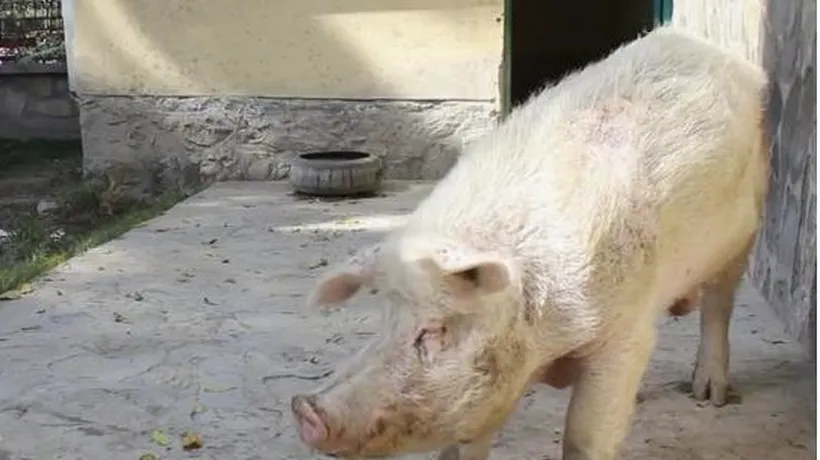 Țara în care există un singur porc. „Mulți dintre locuitori nu au văzut în viața lor un astfel de animal. VIDEO