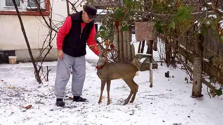 Un pensionar din Botoșani crește în gospodărie un pui de căprioară pe care l-a salvat