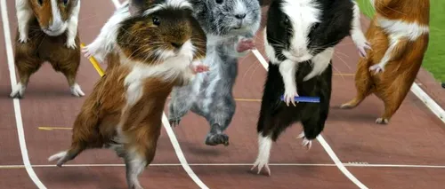 Olimpiada porcușorilor de Guineea. Cele mai amuzante fotografii care celebrează JO 2012