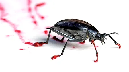 Copii tratați printre GÂNDACI într-un spital din Deva.  Mamă: „M-am speriat îngrozitor