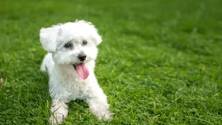 Un botoșănean care își plimba câinele în jurul blocului a fost sancționat cu amendă maximă de polițiștii locali. Care a fost MOTIVUL