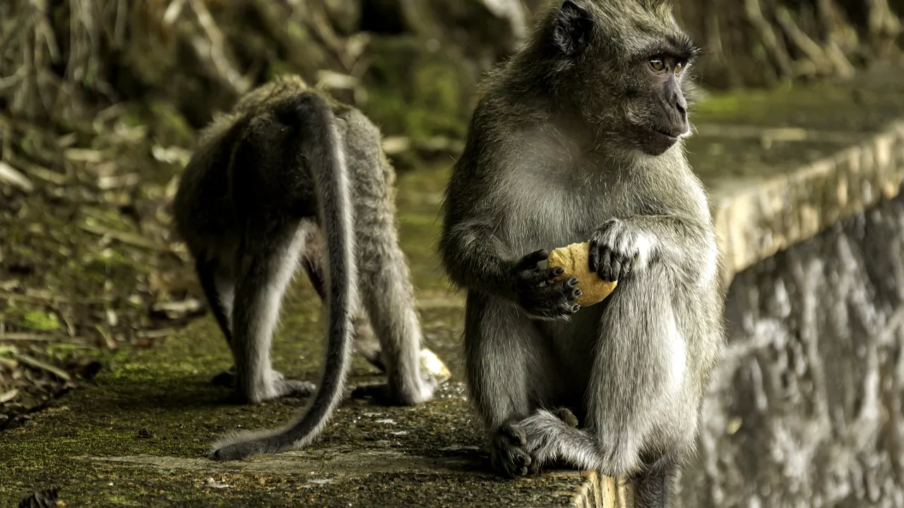 O maimuță a omorât un bebeluș de patru luni, după ce l-a smuls din brațele părinților și l-a aruncat de pe acoperișul unei clădiri cu trei etaje, în India