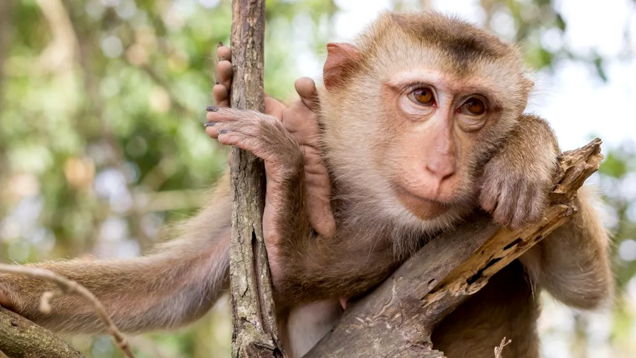 Un vaccin menit să vindece coronavirusul a fost testat pe 18 primate. Care au fost rezultatele