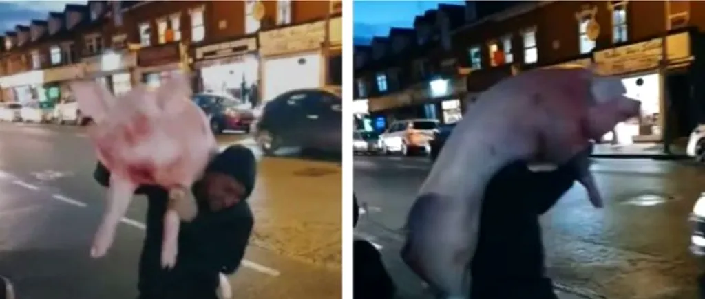 VIDEO. Imagini incredibile. Trei români au șocat Londra: Au tăiat porcul și au defilat cu el prin oraș