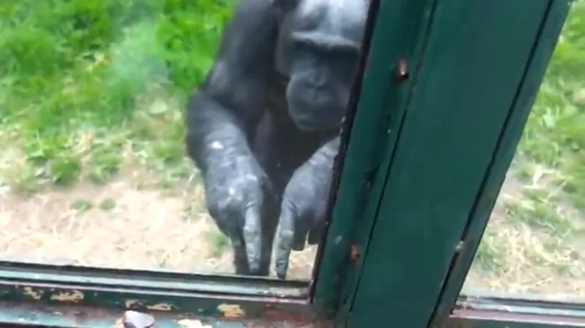 VIDEO: Un cimpanzeu de la zoo cere să fie ELIBERAT de vizitatori