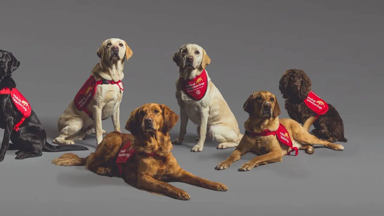 Câini special antrenați să detecteze persoanele infectate cu Covid. Au o precizie de aproape 100% (VIDEO)