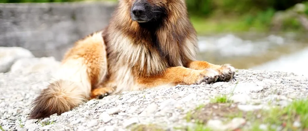 A murit Haiduc, câinele care a salvat viața mai multor oameni prinși de avalanșe: „Era cel mai frumos și deștept”