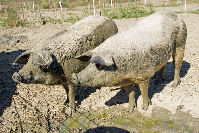 CIFRELE PESTEI PORCINE la acest moment