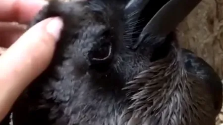 Iluzie optică: Oamenii nu se pot hotărî dacă în imagine este un iepure sau un corb / Poți ghici fără să deschizi articolul?