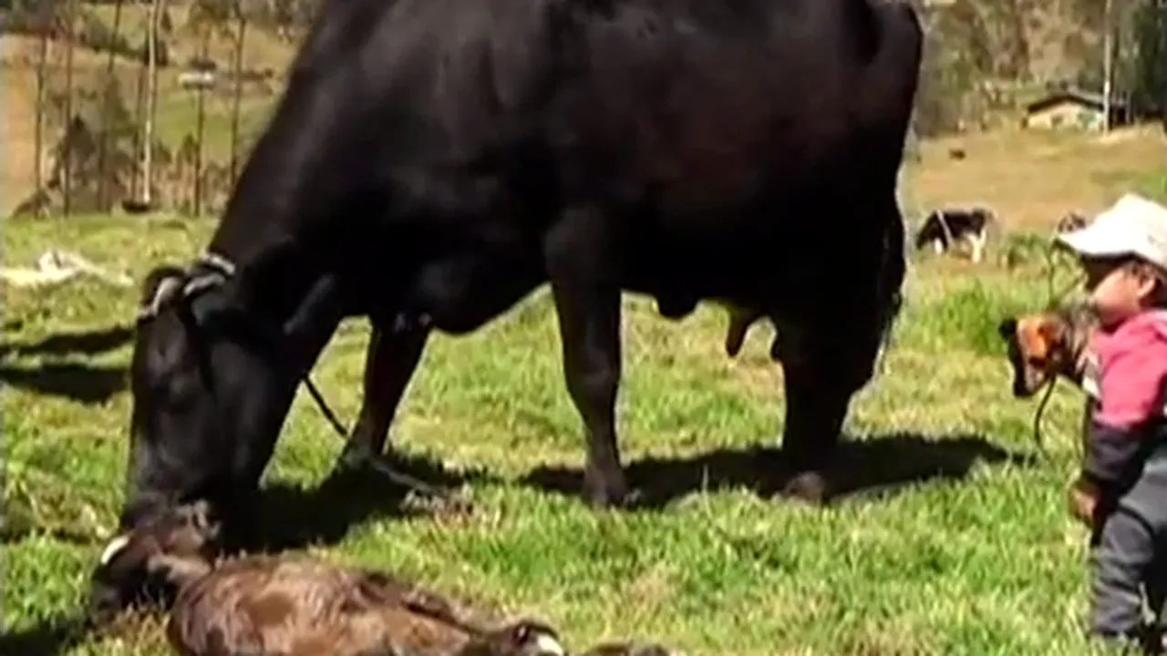 Un vițel cu două capete s-a născut în Peru. Cum explică localnicii anomalia
