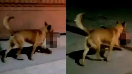 VIDEO | Scenă cutremurătoare pe străzile din Mexic. Un câine se plimba cu un cap de om între dinți