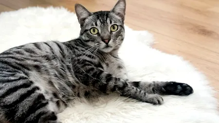 VIDEO | Momentul emoționant în care o pisică își întâmpină stăpânul la venirea acasă