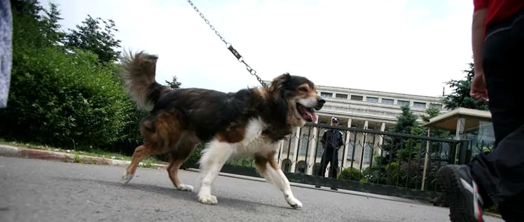 Bucureștenii au înregistrat aproape 1.500 de câini 
