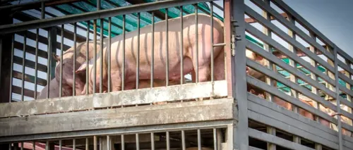 Țările asiatice interzic importurile de carne de porc din Germania. Prețul cărnii de porc va creste la nivel global