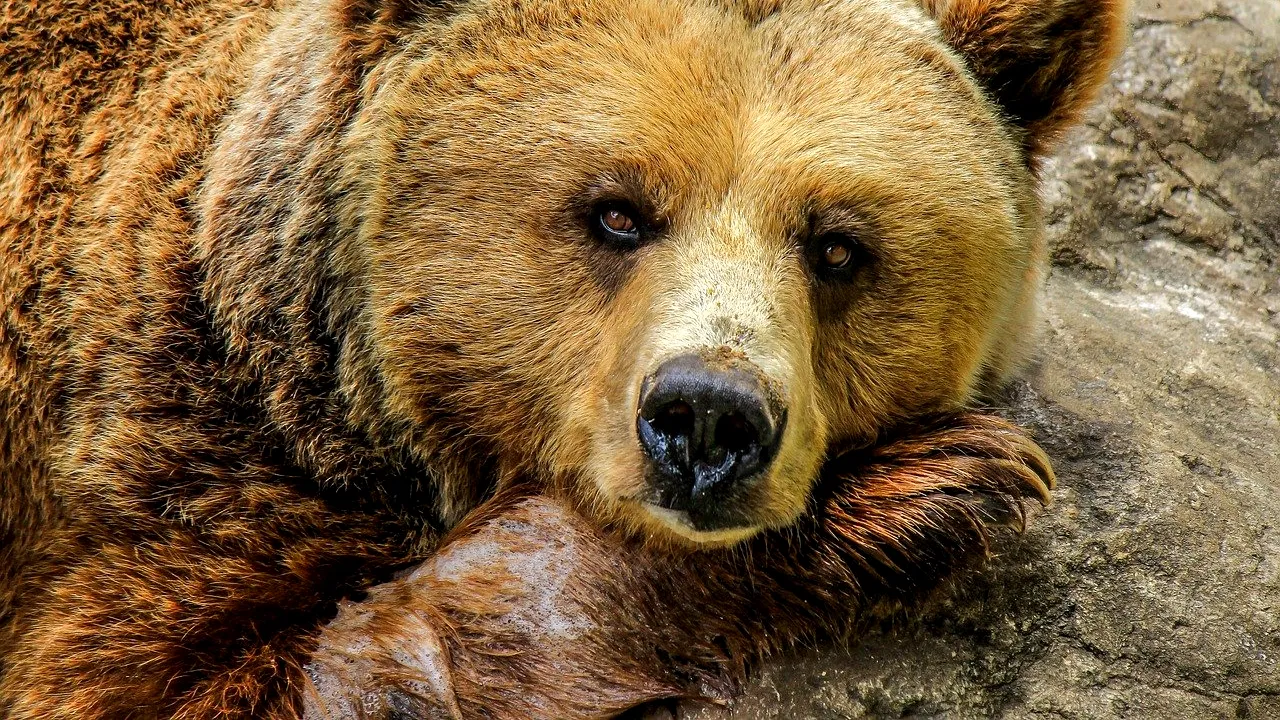 Elevii dintr-o comună băcăuană s-au trezit cu un urs în staţia în care aşteptau microbuzul şcolar