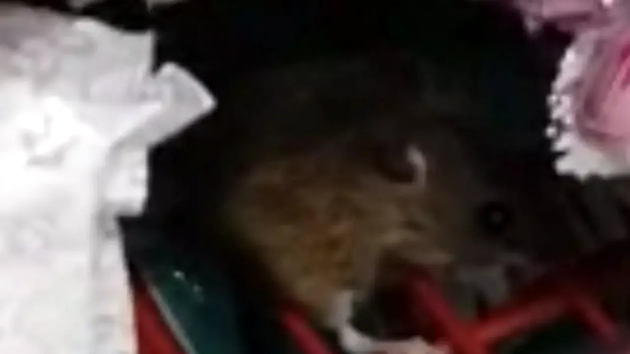 Cluj Napoca: Șoarece filmat în timp ce mânca ciocolată, într-un supermarket