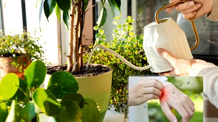 Planta pe care să o crești pe balcon sau în curte pentru a ține țânțarii la distanță, vara. Mirosul ei este respingător pentru insecte